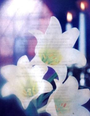 CHAMBERS-Cornelia-Maria-nee-JansenVanVuuren-1948-2005-F_99
