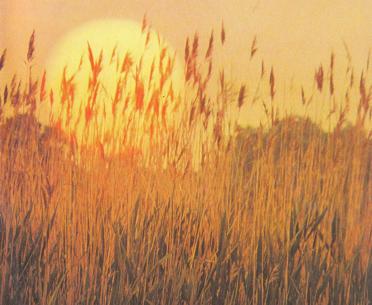 DYK-VAN-Herbert-George-1923-1989-M_02