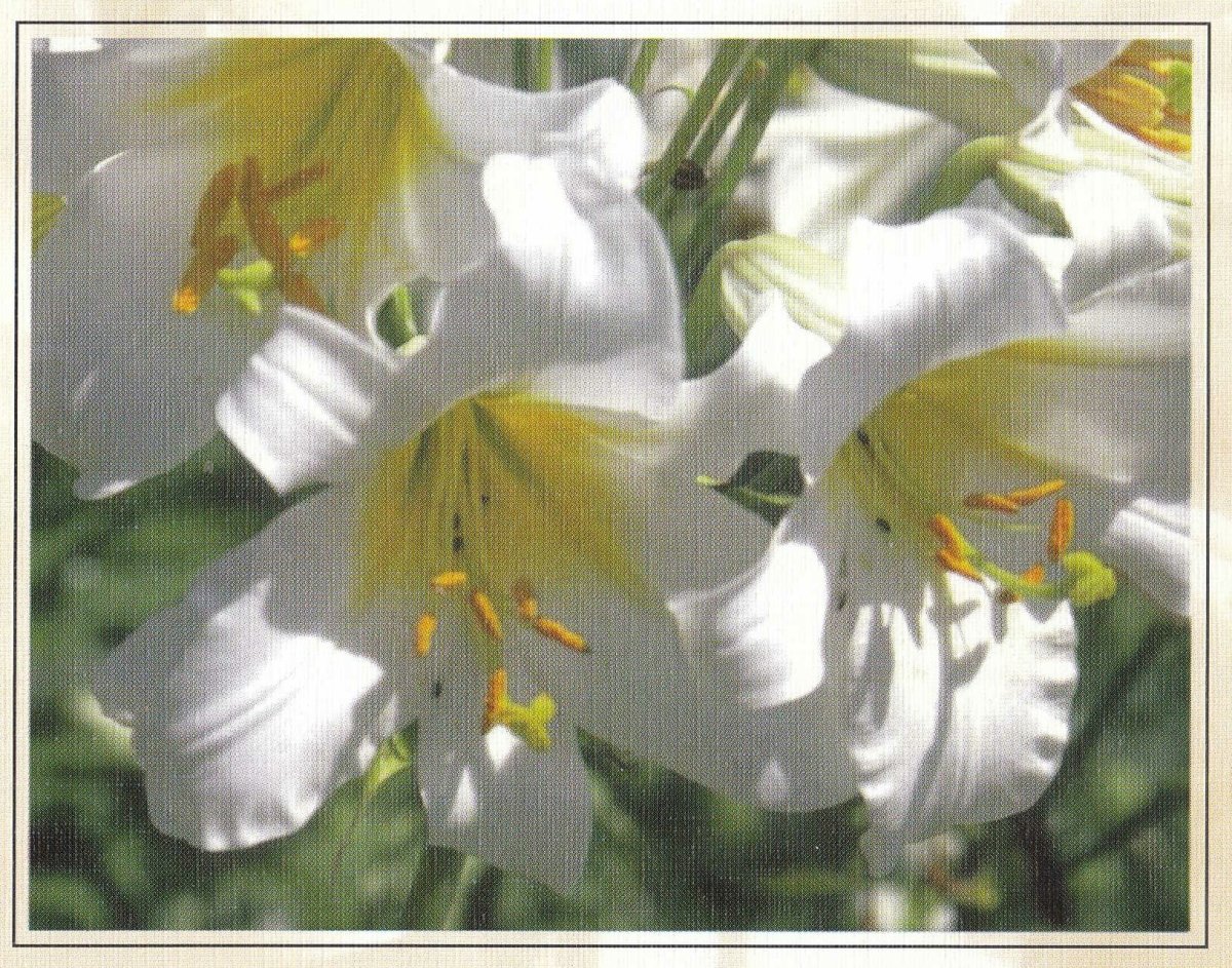 FOUCHÉ-Maria-Catharina-nee-Mulder-1912-1999-F_99