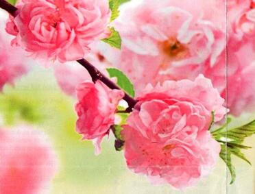 SCHOONWINKEL-Anna-Catharina-Nn-Rina-1952-2015-F_02