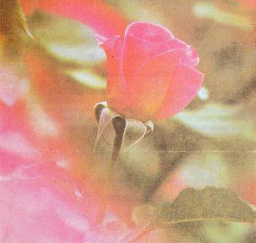 TOIT-DU-Martha-Maria-1920-1997-F